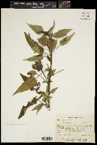 Hibiscus laevis image