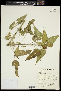 Hibiscus laevis image