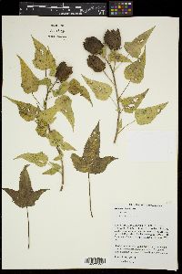 Hibiscus laevis image