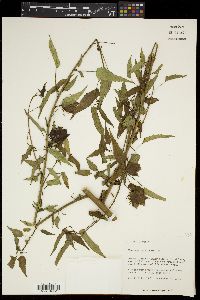 Hibiscus laevis image