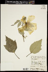 Hibiscus moscheutos image