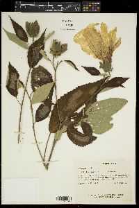 Hibiscus moscheutos image
