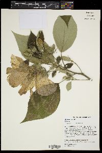 Hibiscus moscheutos image