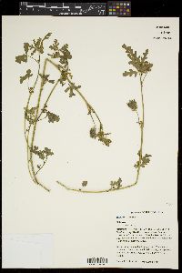 Hibiscus trionum image
