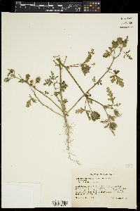 Hibiscus trionum image