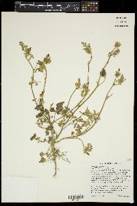 Hibiscus trionum image
