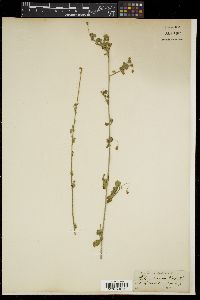 Hibiscus micranthus image