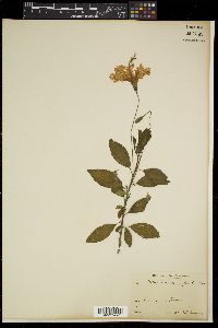 Hibiscus schizopetalus image