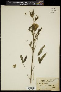 Hibiscus sabdariffa image