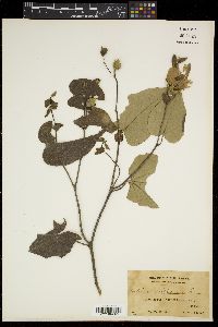Hibiscus tiliaceus image