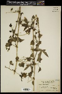 Hibiscus surattensis image