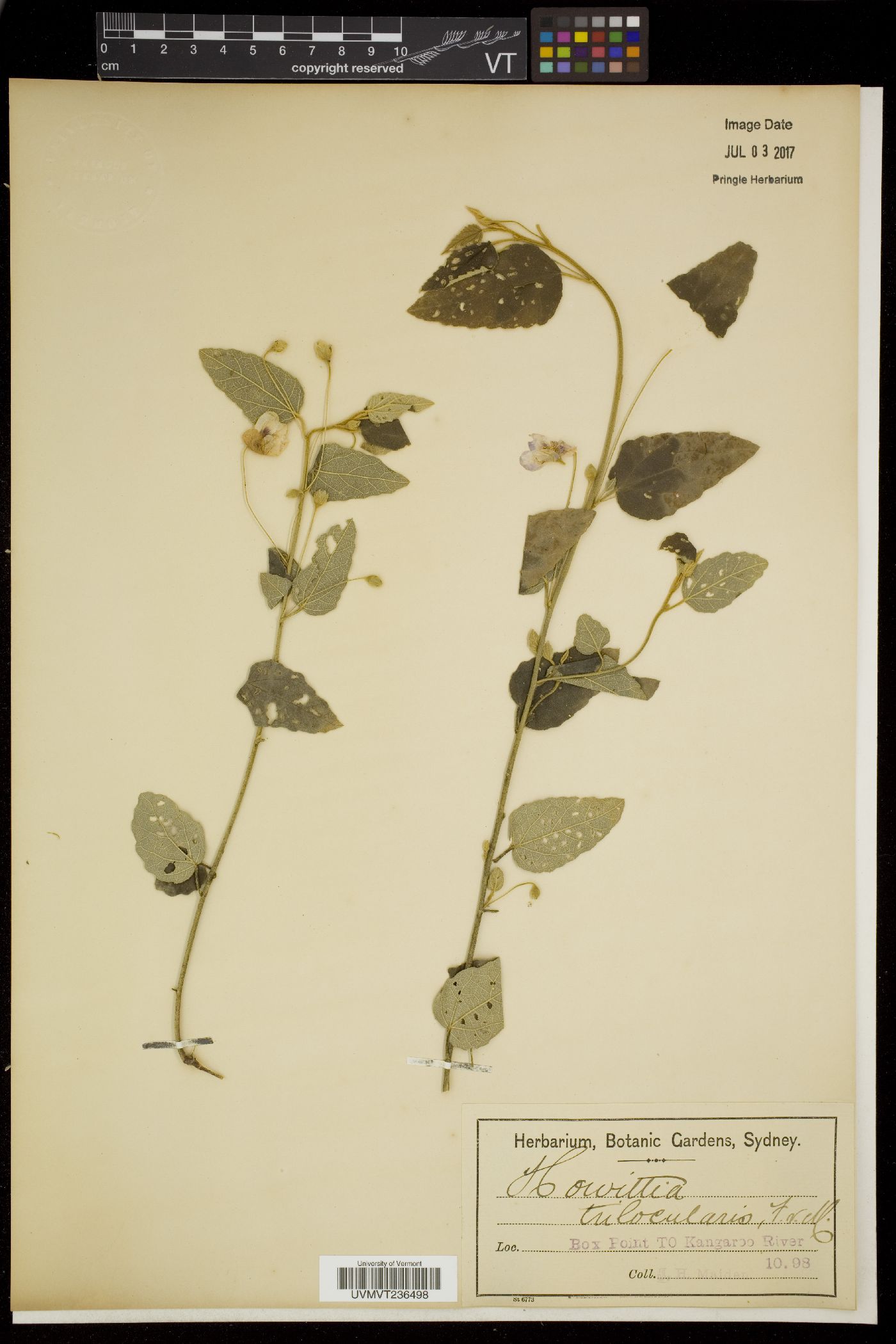 Howittia image