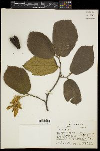 Luehea speciosa image