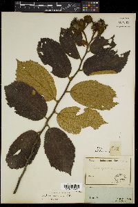 Luehea speciosa image