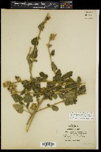 Malacothamnus involucratus image