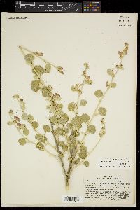 Malacothamnus jonesii image