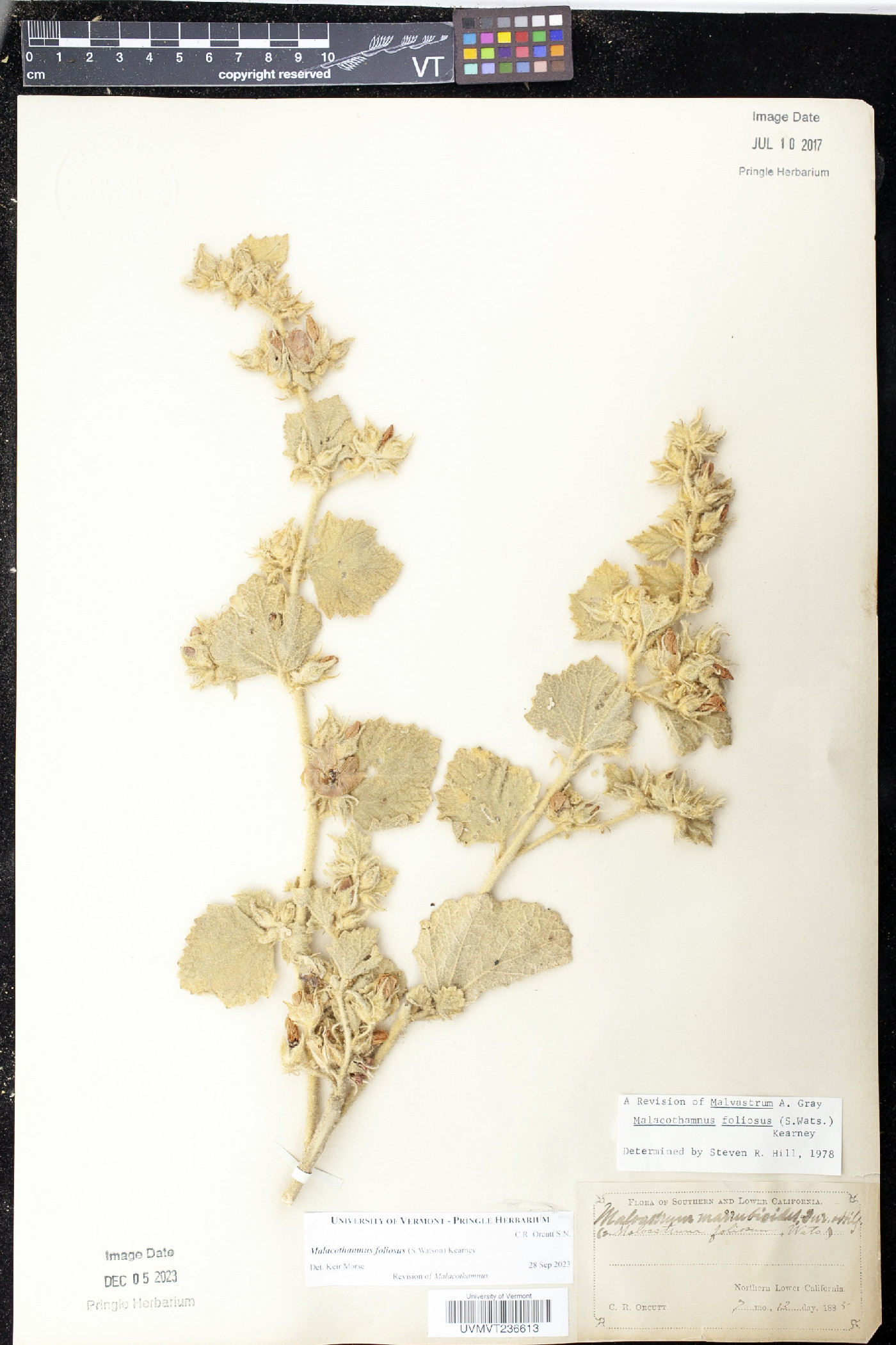 Malacothamnus foliosus image