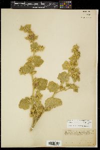 Malacothamnus foliosus image