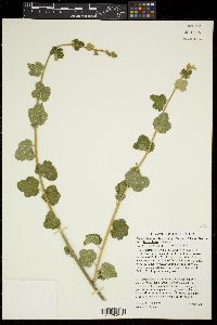 Malacothamnus fasciculatus var. fasciculatus image