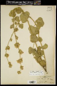 Malacothamnus densiflorus image