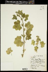Malva verticillata image