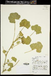 Malva nicaeensis image