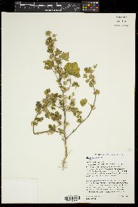 Malva parviflora image
