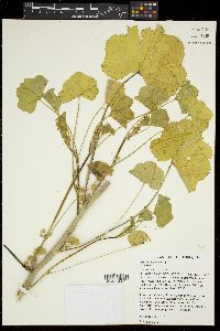 Malva parviflora image