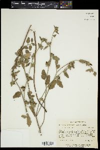 Malvastrum aurantiacum image
