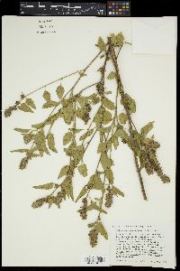 Malvastrum americanum image