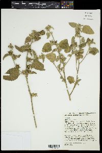 Malvastrum amblyphyllum image