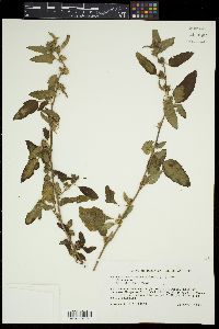Malvastrum coromandelianum image