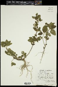 Malvastrum coromandelianum image