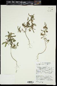 Malvastrum hispidum image