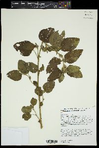 Malvastrum coromandelianum image