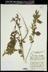 Malvastrum coromandelianum image