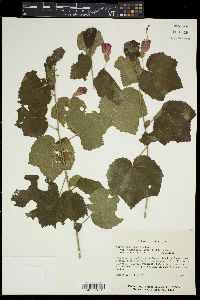 Malvaviscus arboreus var. drummondii image