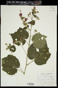 Malvaviscus arboreus var. drummondii image