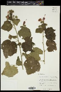 Malvaviscus arboreus image