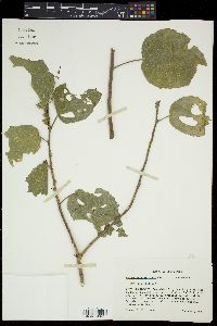 Malvaviscus arboreus image