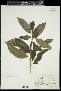 Malvaviscus arboreus image