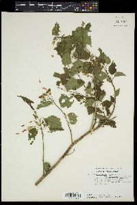 Malvaviscus arboreus image