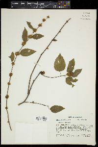 Melochia nodiflora image