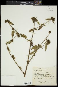 Melochia corchorifolia image