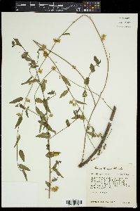 Melochia pyramidata image