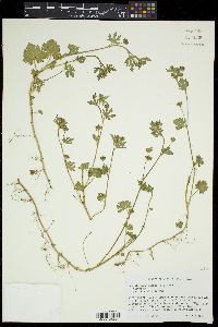 Modiola caroliniana image