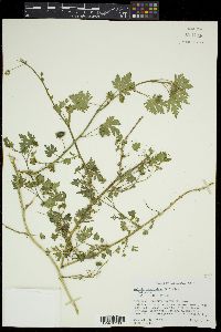 Modiola caroliniana image