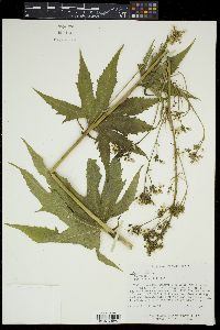 Napaea dioica image