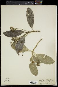 Acronychia pedunculata image