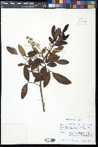 Schinus terebinthifolius image